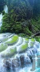 森林舞会新手送金币-森林舞会，新手在绿意盎然中的金币之旅